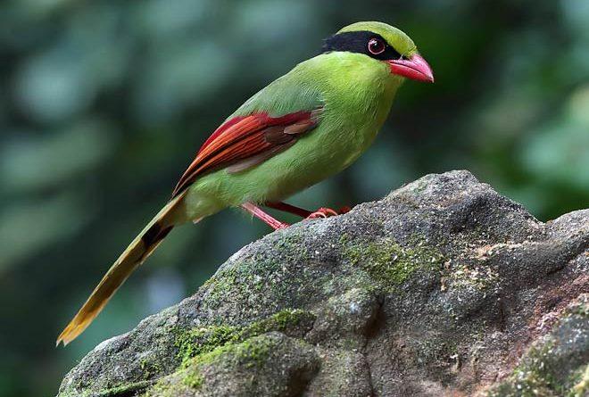 green magpie